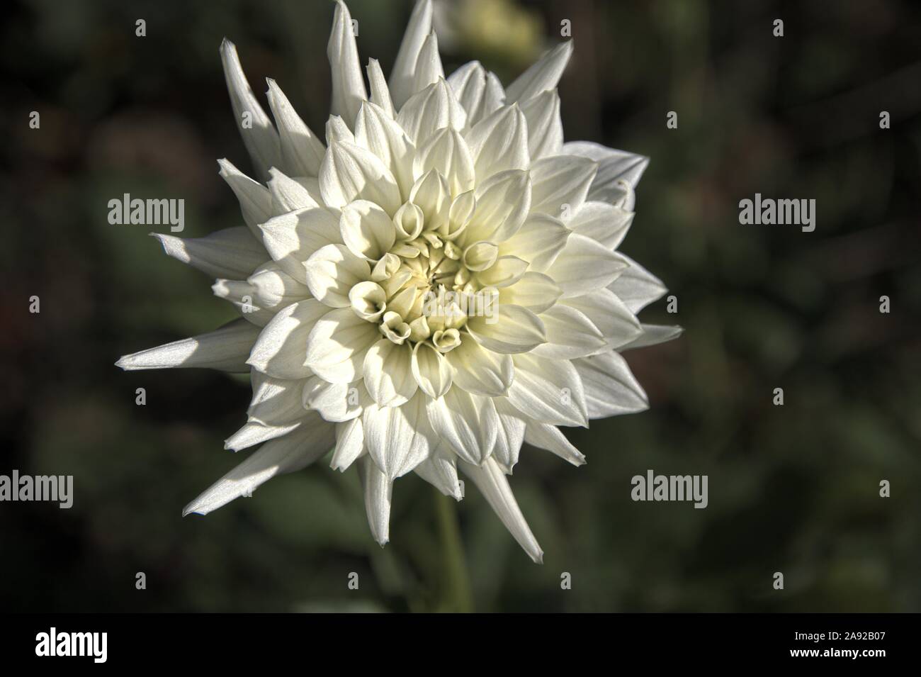 Fleurs dans le jardin Banque D'Images