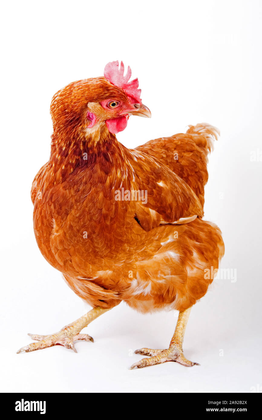 Braunes Haushuhn, Huhn, Gallus gallus domesticus, Freisteller, Banque D'Images