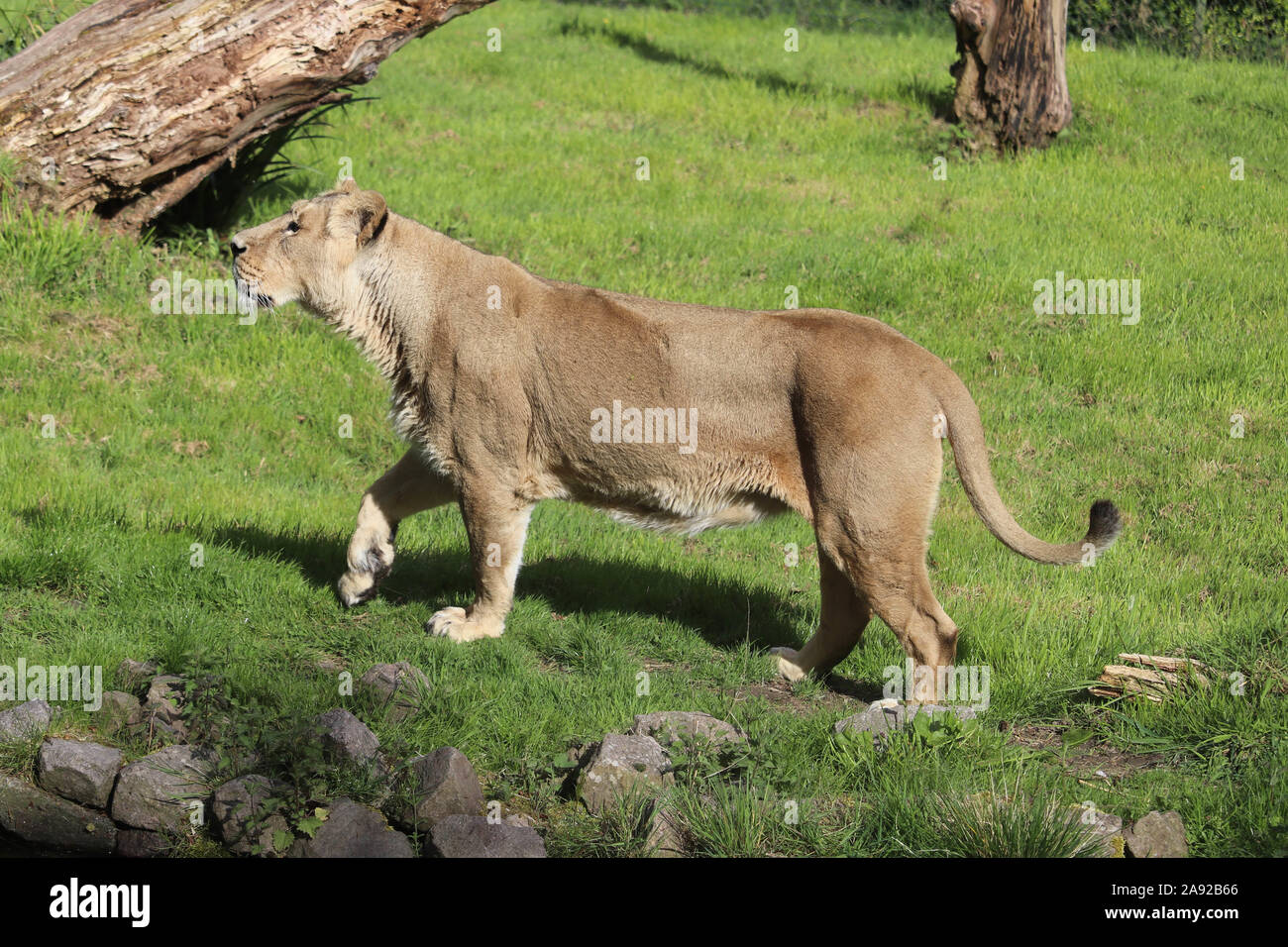 Femme Lion Asiatique, Asha (Panthera leo persica) Banque D'Images