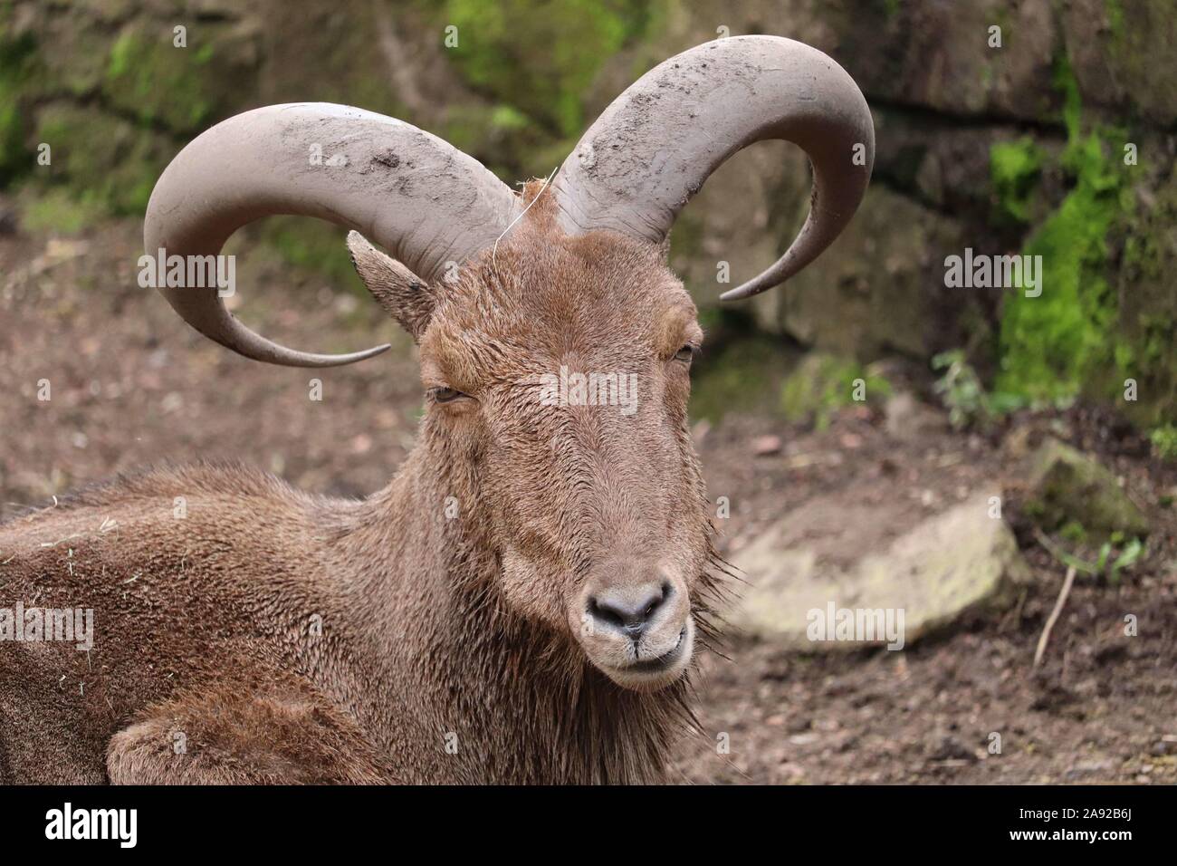 Mouton mouton africain Banque de photographies et d’images à haute — free download