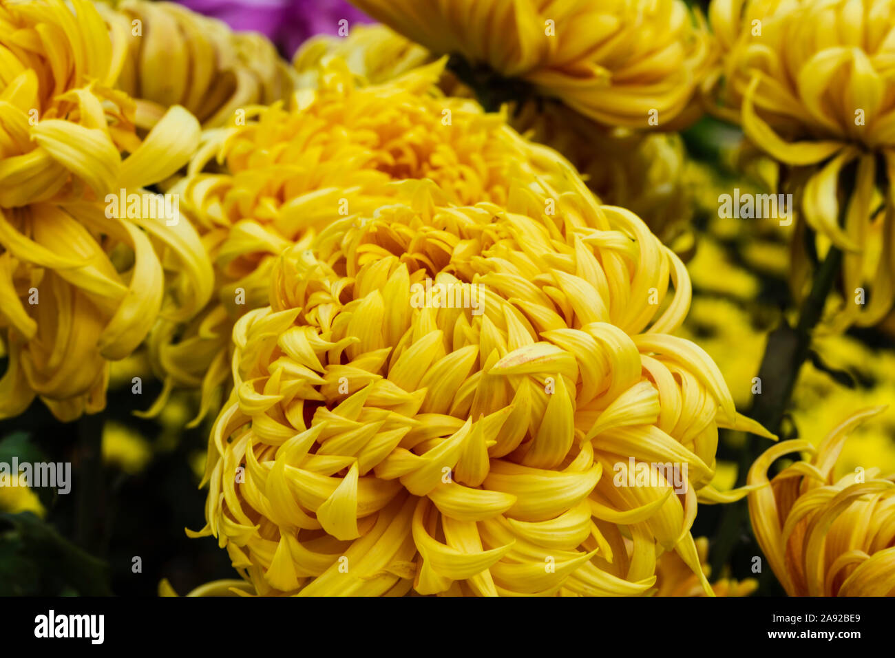 Floral background flou floue avec l'automne jaune fleur, modèle de conception dynamique avec copie espace pour le texte Banque D'Images