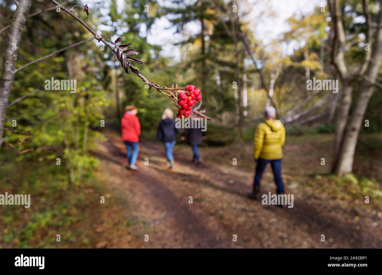 Quatre femmes à pied dans la forêt d'automne Banque D'Images