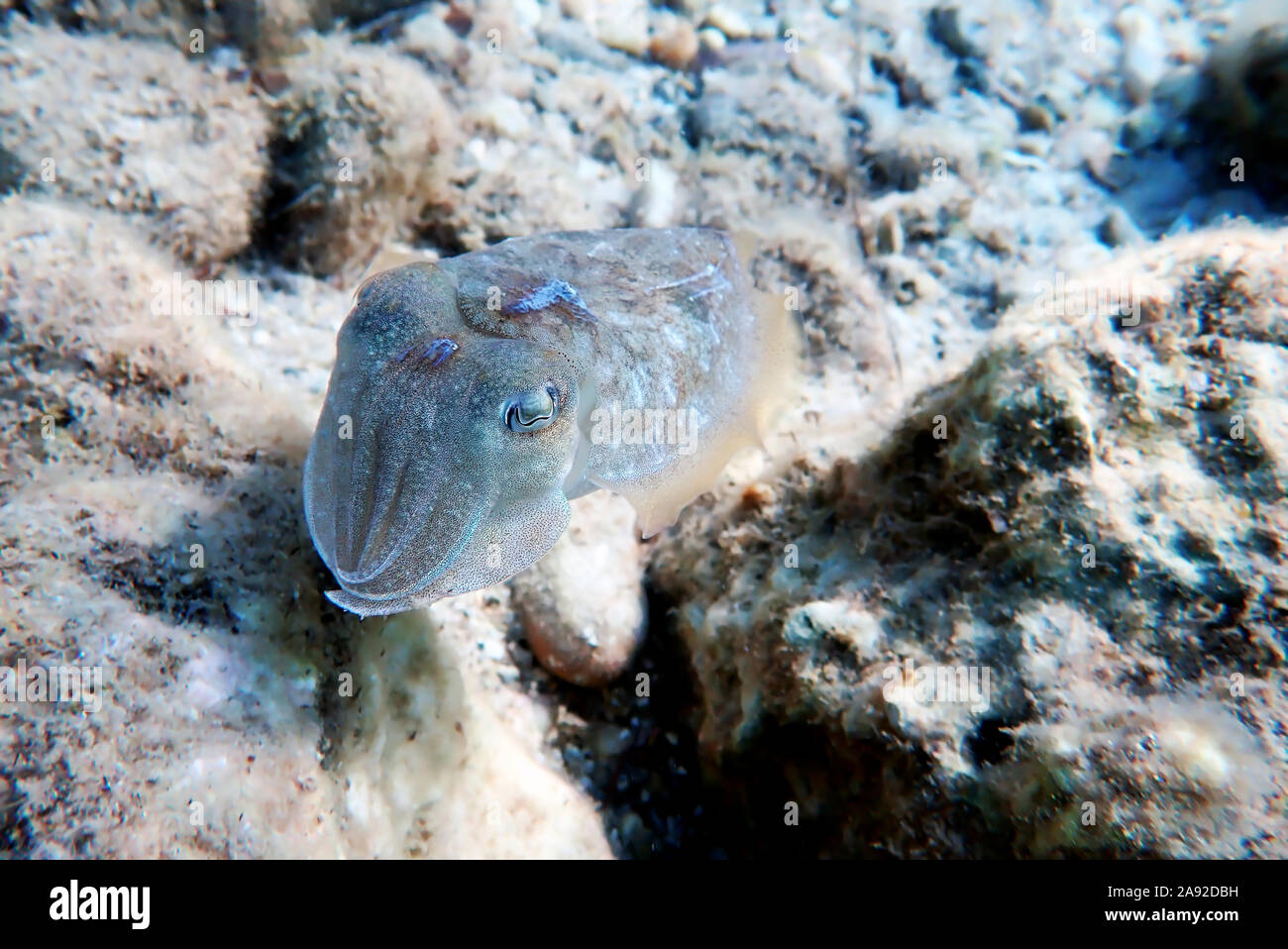 Mer Méditerranée la seiche commune scène isolés Banque D'Images