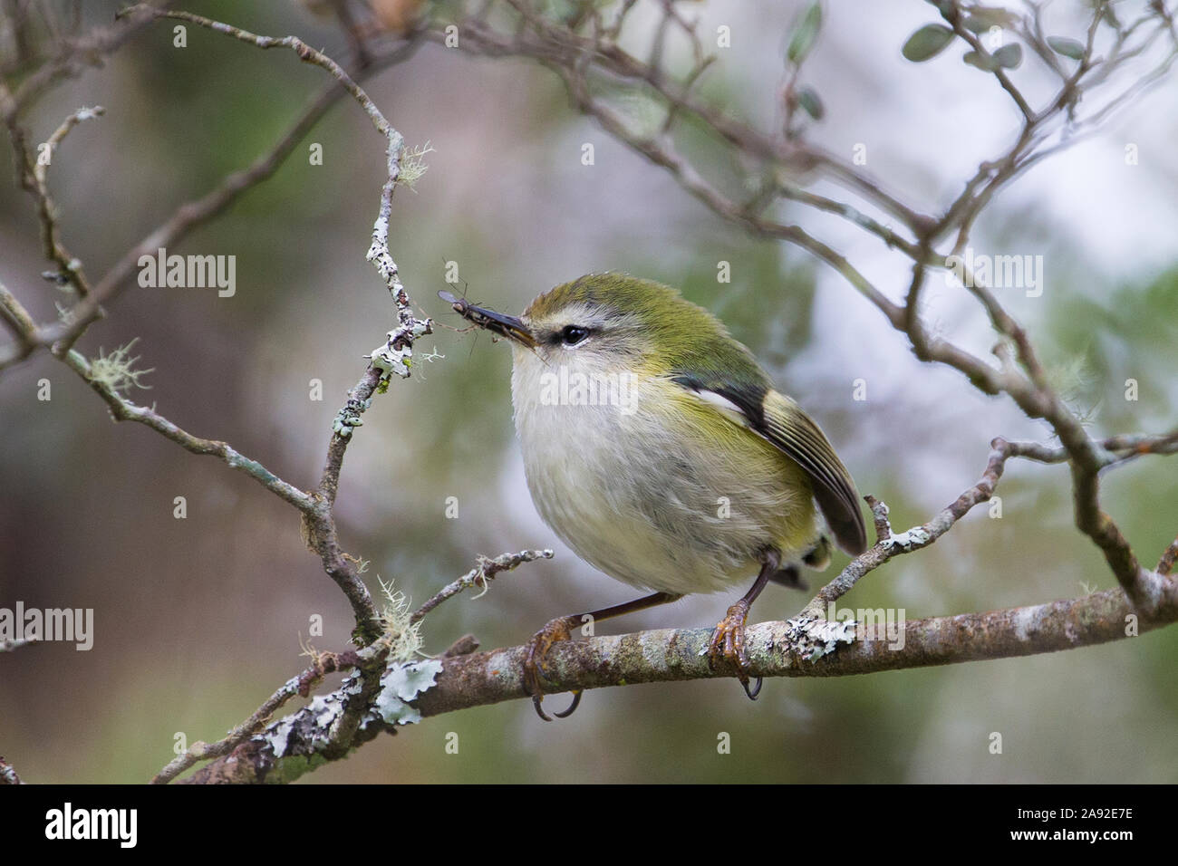 Bird perching on branch Banque D'Images