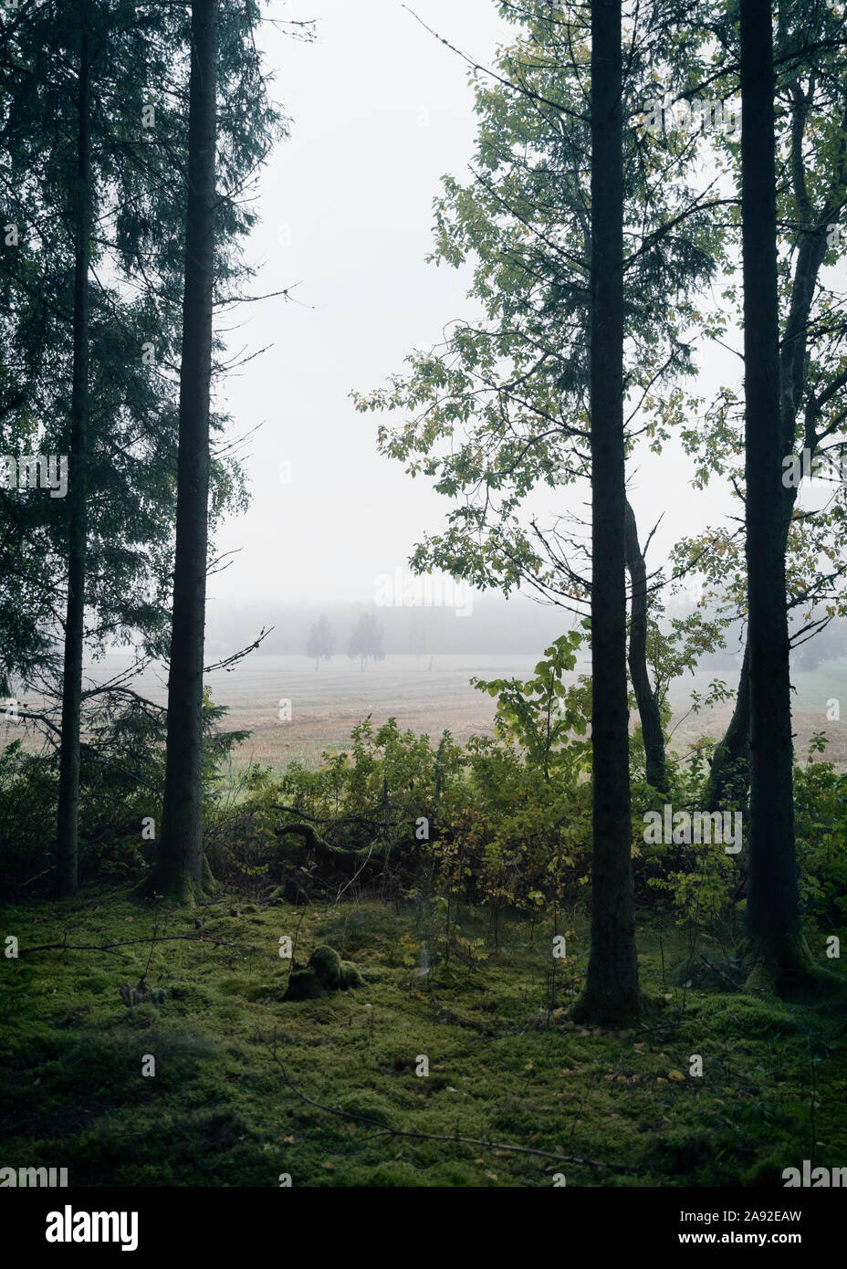 Vue des arbres Banque D'Images