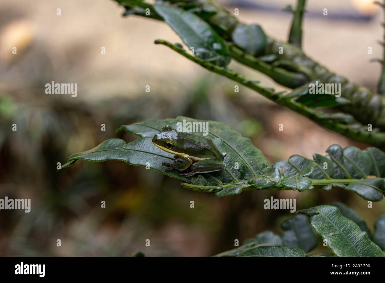 Grand (Zhangixalus dennysi Treefrog) de Cúc Phương Parc National, Ninh Bình Province, Vietnam. Banque D'Images