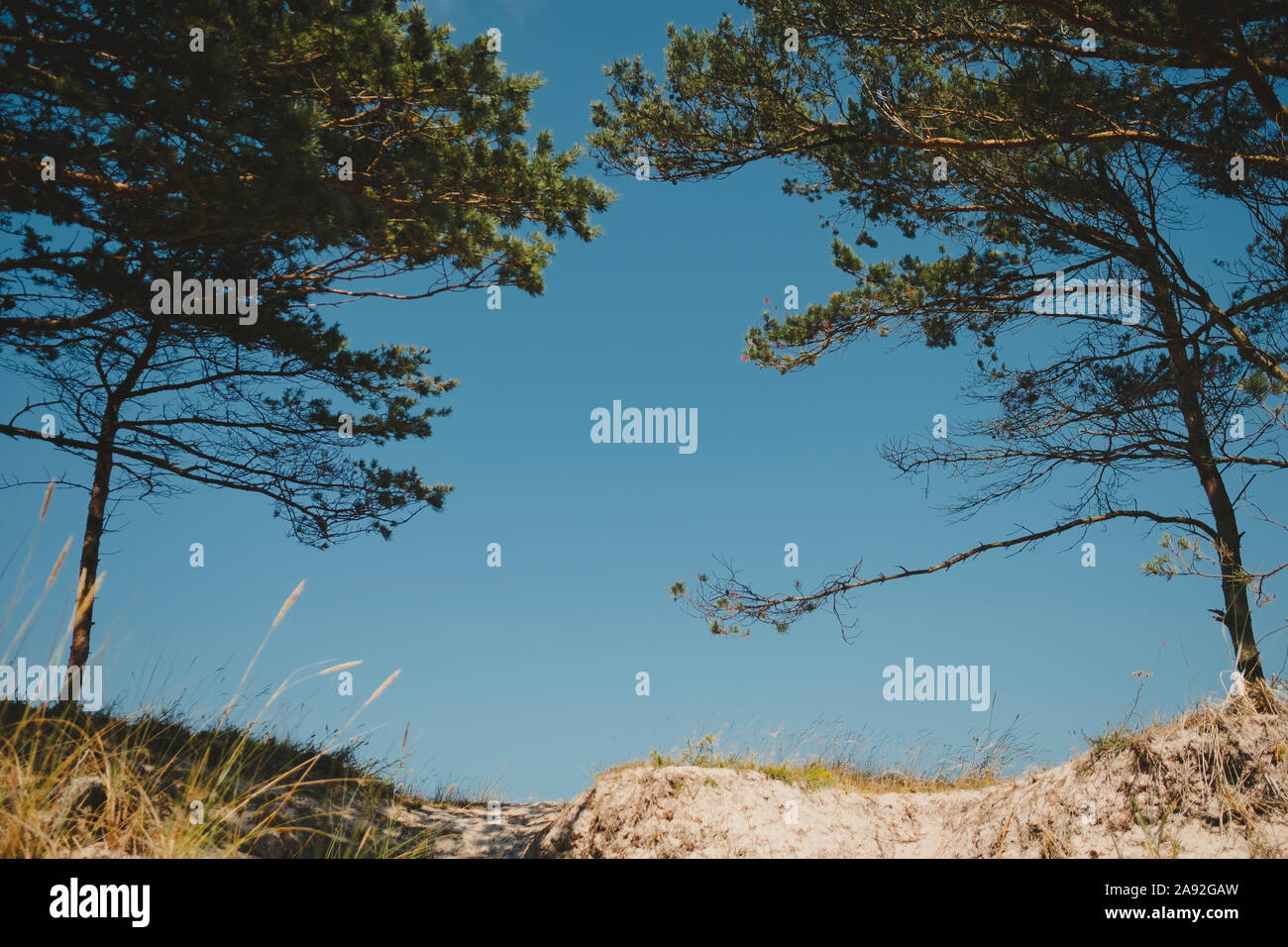 Arbres contre le ciel bleu Banque D'Images