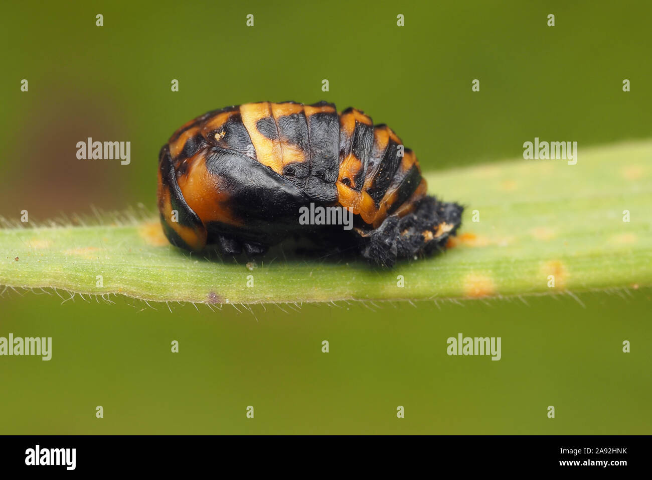 7-spot Ladybird chrysalide sur brin d'herbe. Tipperary, Irlande Banque D'Images