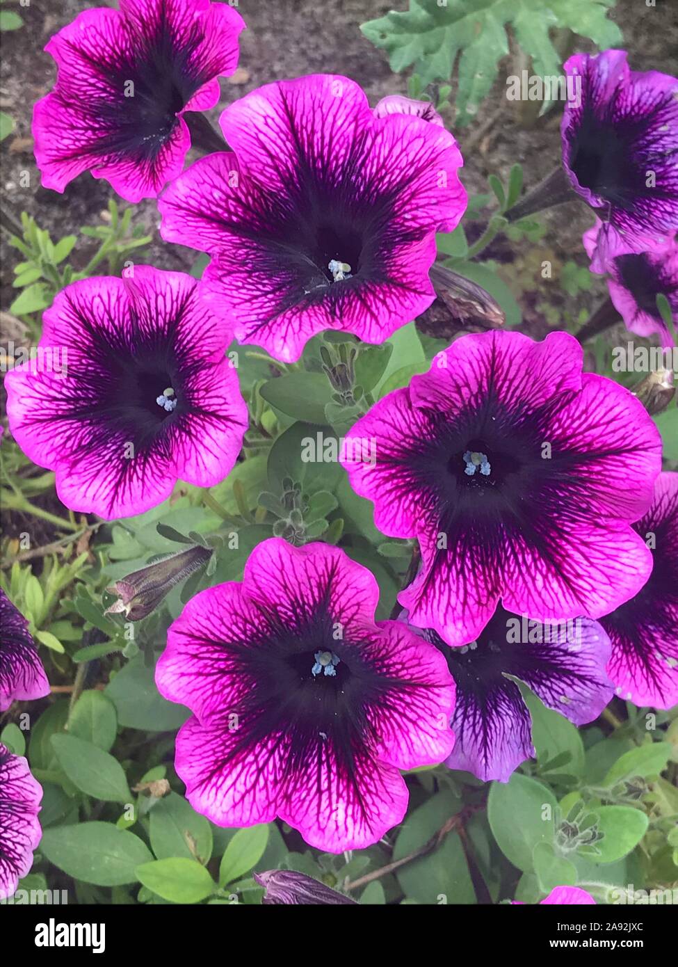 De couleur violet foncé et violet petunia close up Banque D'Images