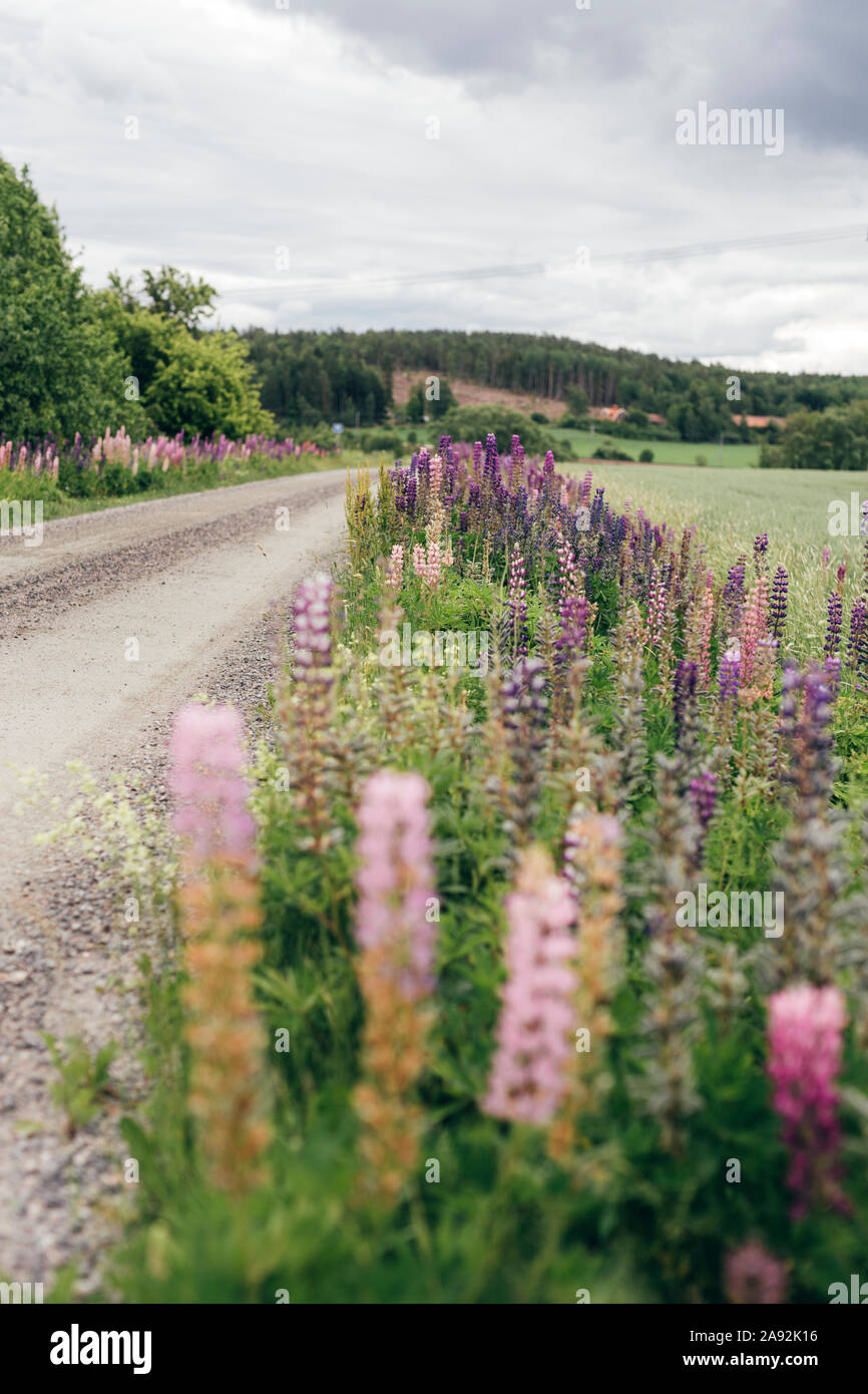 Lupins le long de la route Banque D'Images