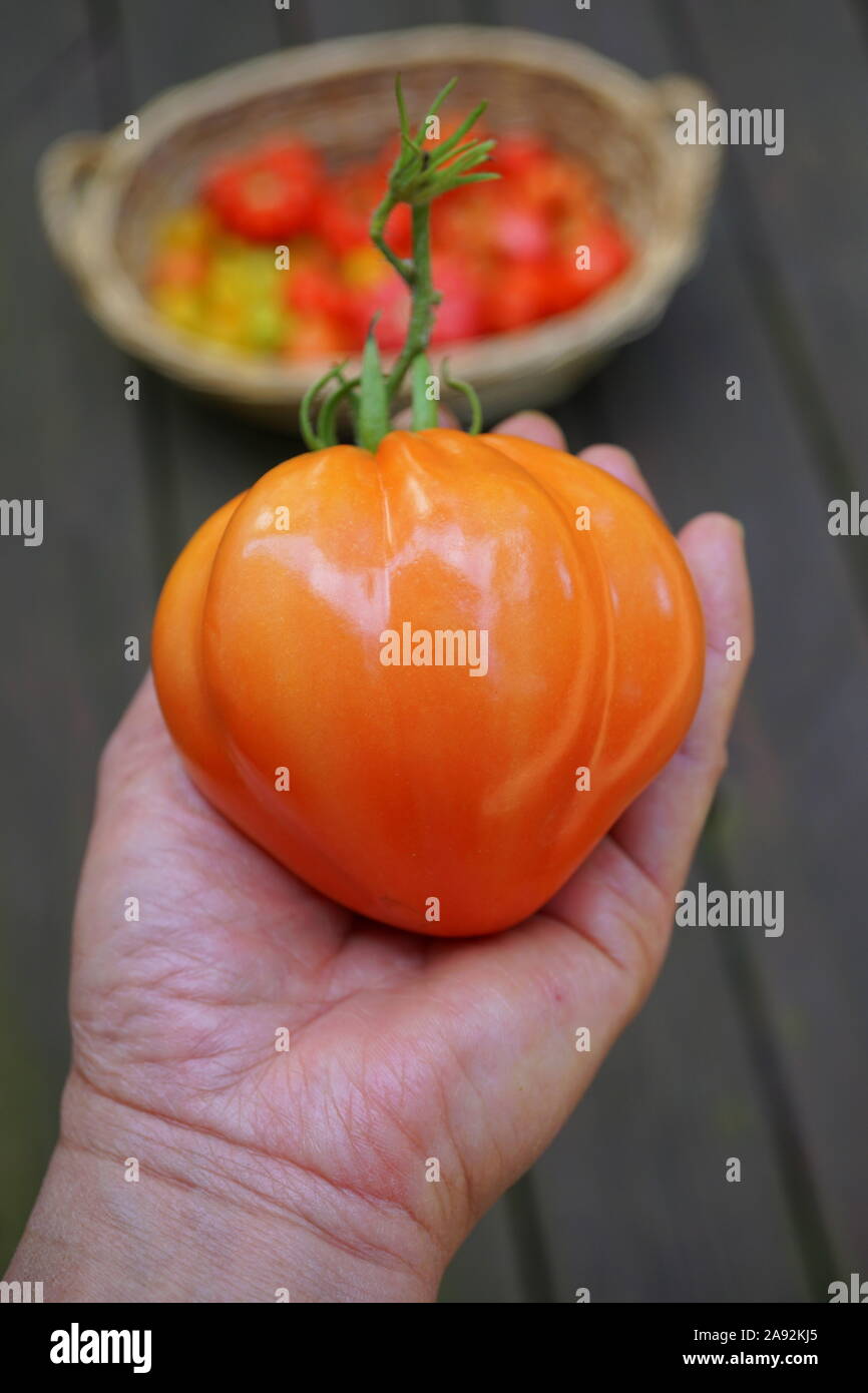 Variétés de tomates anciennes Banque de photographies et d’images à haute résolution Alamy