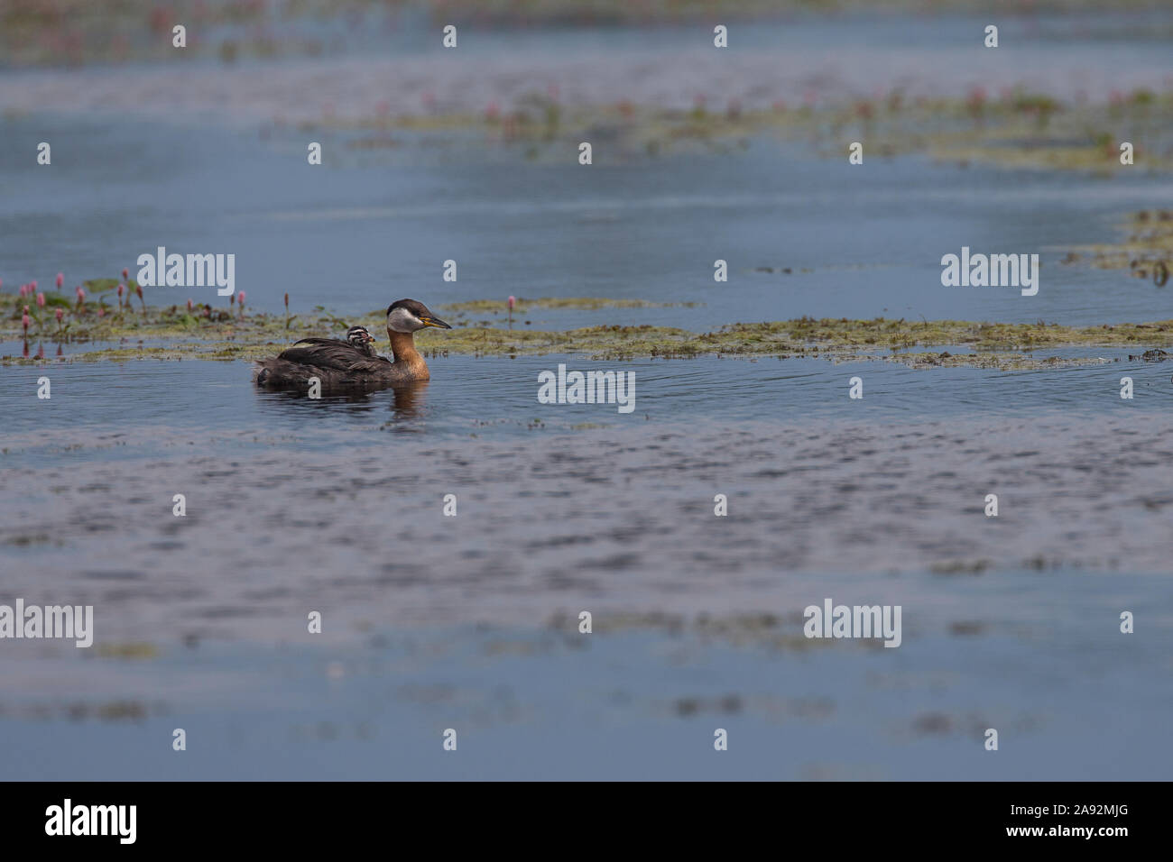 Rothalstaucher Küken mit, Rothals-Taucher, Podiceps griseigena, red-necked grebe Banque D'Images