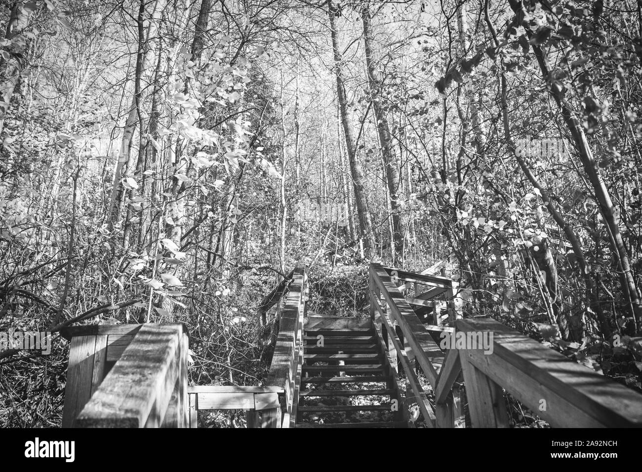 Un vieil escalier en bois menant à une forêt d'automne sur un après-midi ensoleillé automne paysage noir et blanc Banque D'Images