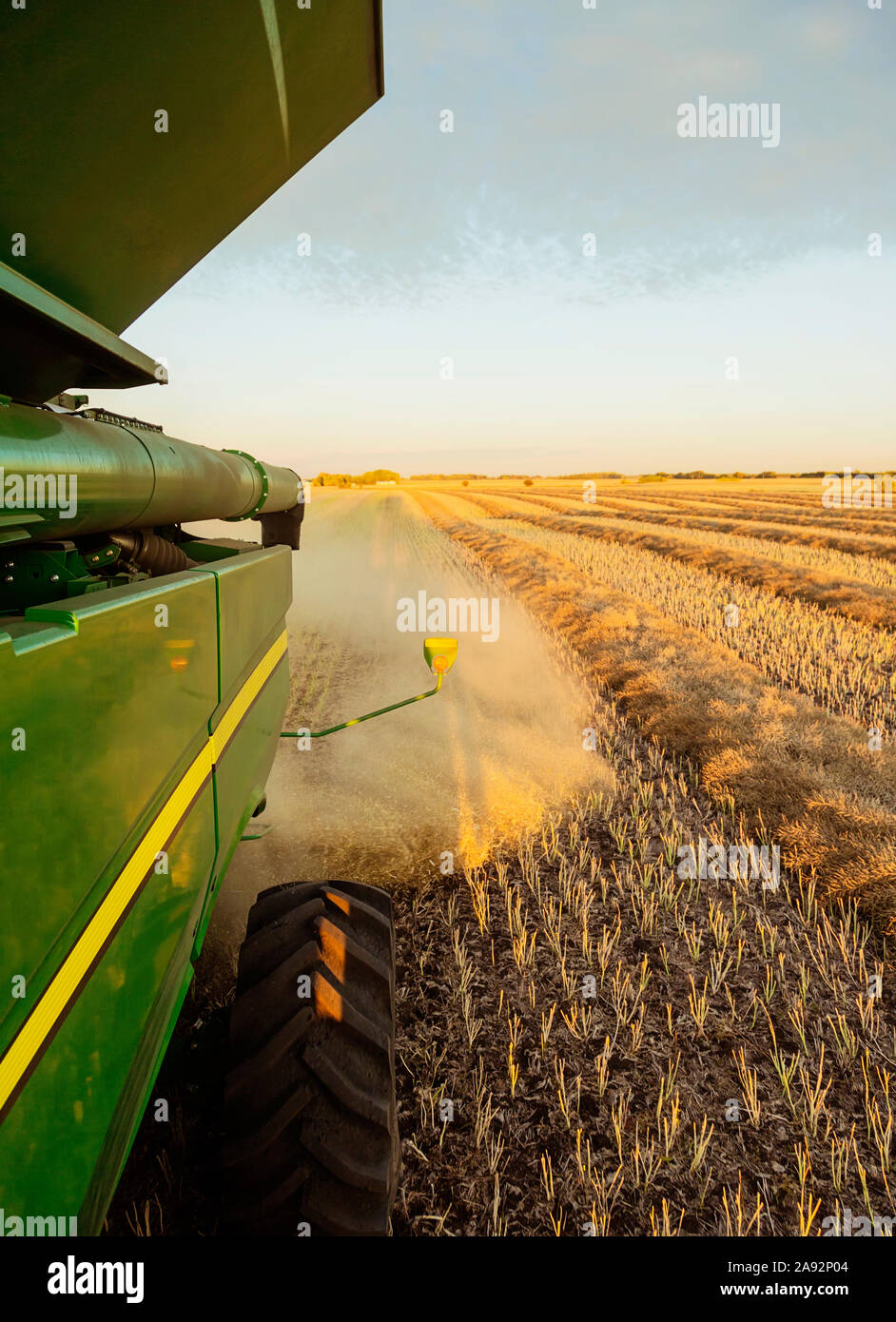 Retour sur une moissonneuse-batteuse pendant la récolte de canola au coucher du soleil ; Legal, Alberta, Canada Banque D'Images