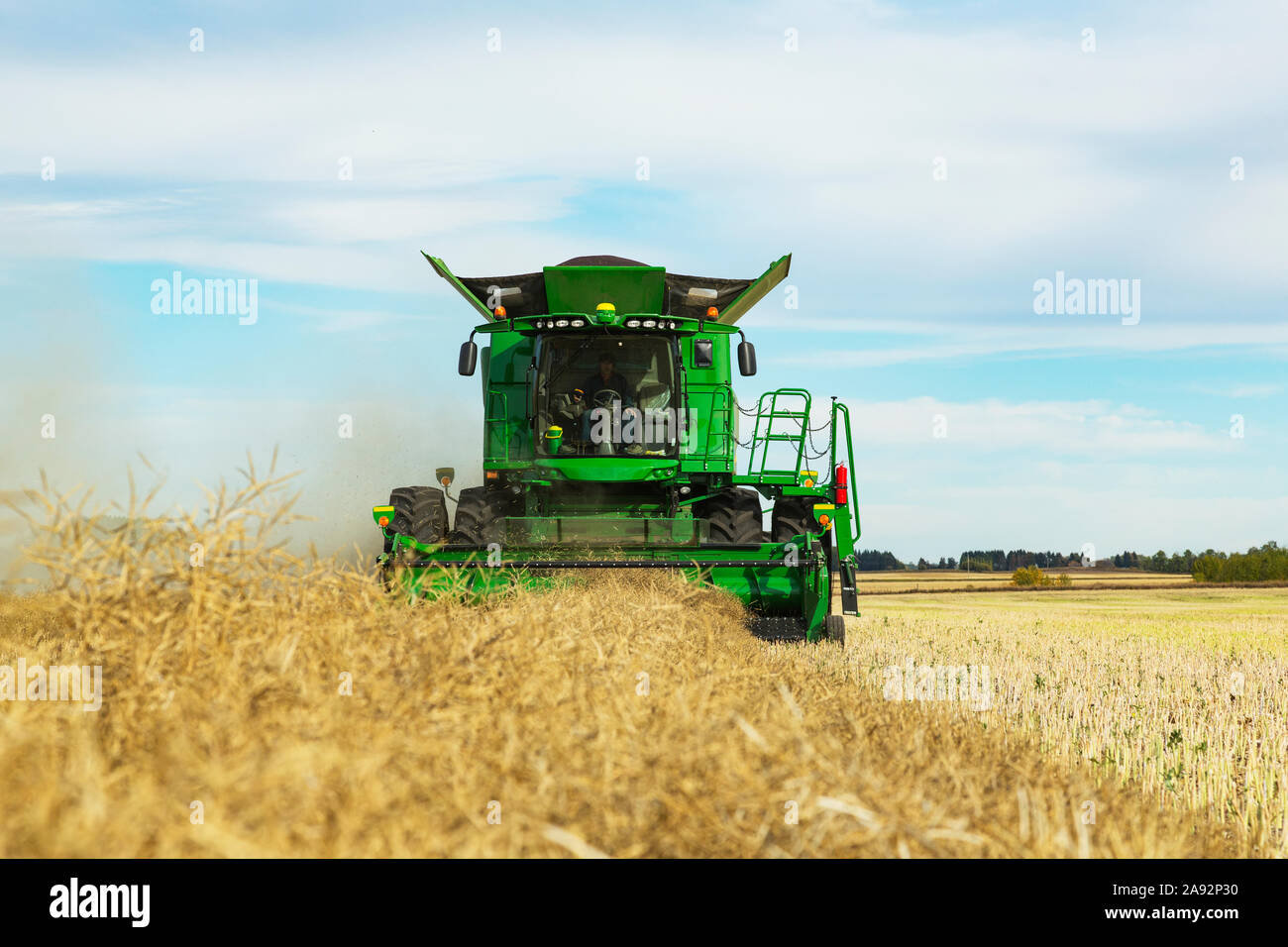 Un agriculteur qui conduit une moissonneuse-batteuse avec une charge presque complète pendant une récolte de canola; Legal, Alberta, Canada Banque D'Images