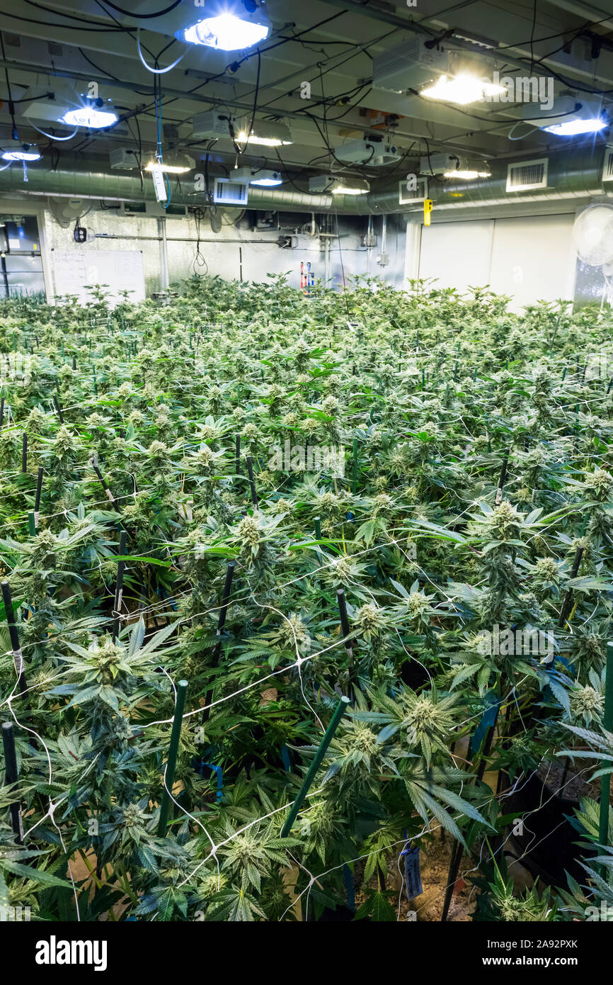 Plants de cannabis au stade précoce de la floraison poussant à l'intérieur sous éclairage artificiel; Cave Junction, Oregon, États-Unis d'Amérique Banque D'Images