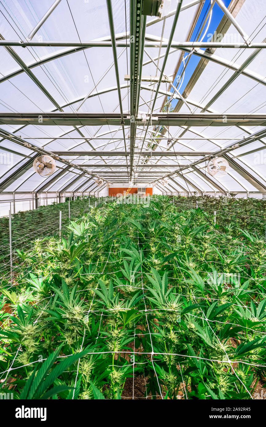 Plants de cannabis au stade précoce de la floraison poussant dans une serre  sous éclairage naturel; Cave Junction, Oregon, États-Unis d'Amérique Photo  Stock - Alamy