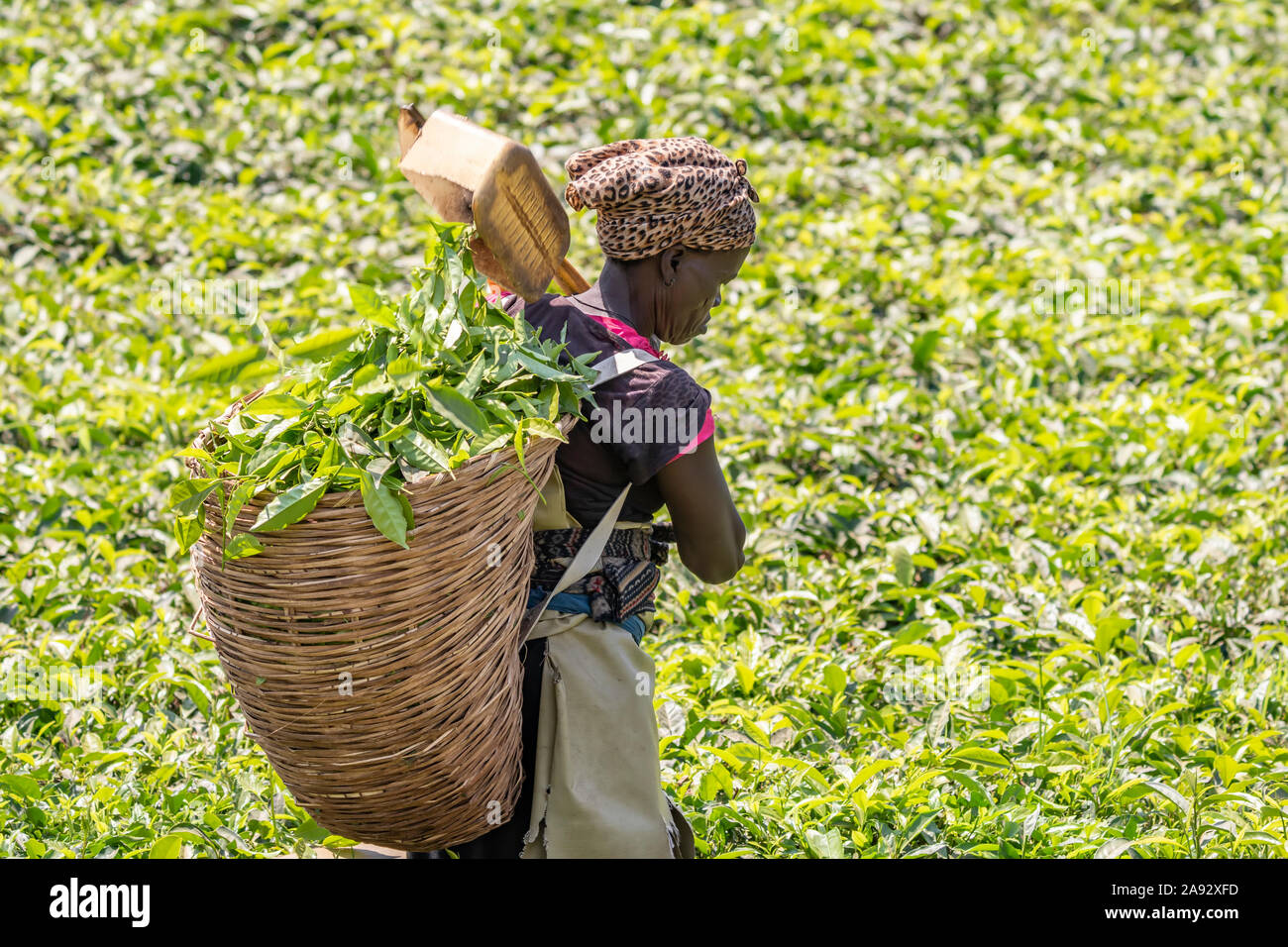 Femme récoltant du thé dans une plantation du parc national de Kibale, région de l'Ouest, Ouganda Banque D'Images
