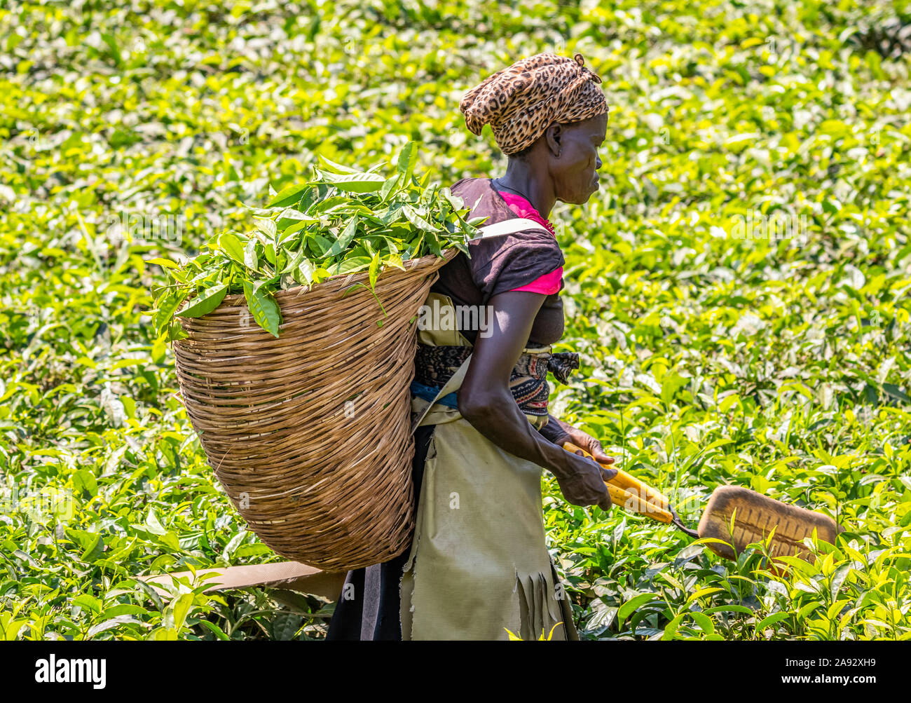 Femme récoltant du thé dans une plantation du parc national de Kibale, région de l'Ouest, Ouganda Banque D'Images