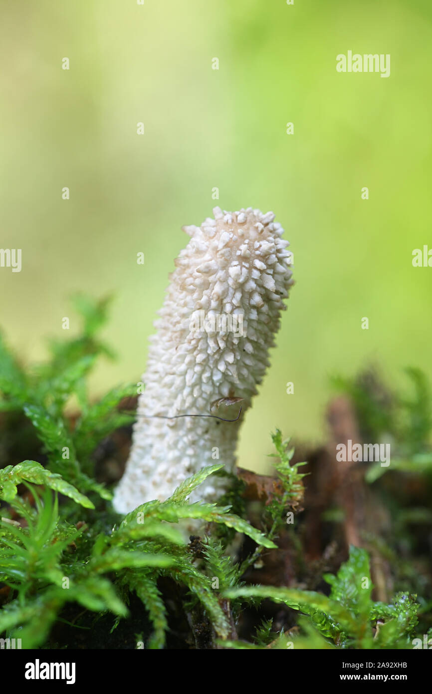 Lycoperdon perlatum, connue comme la vesse-de-commune ou warted, vesse-de Finlande aux champignons sauvages Banque D'Images