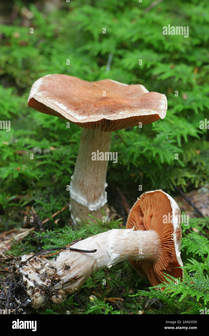 Cortinarius laniger, connu comme Webcap laineux, à partir de la Finlande aux champignons sauvages Banque D'Images
