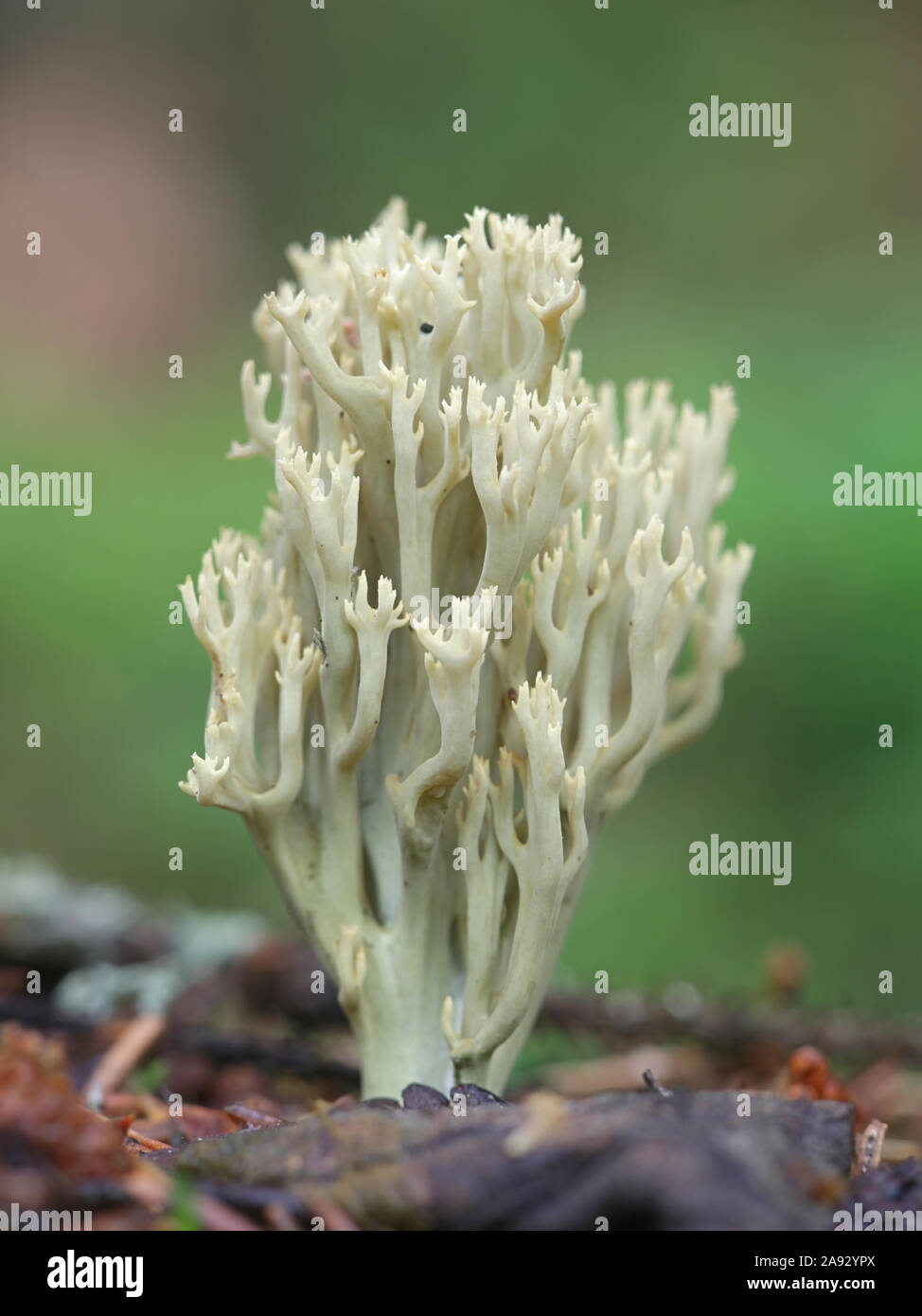 Ramaria abietina, connu sous le nom de green-coloration des coraux, le corail champignon sauvage de la Finlande Banque D'Images