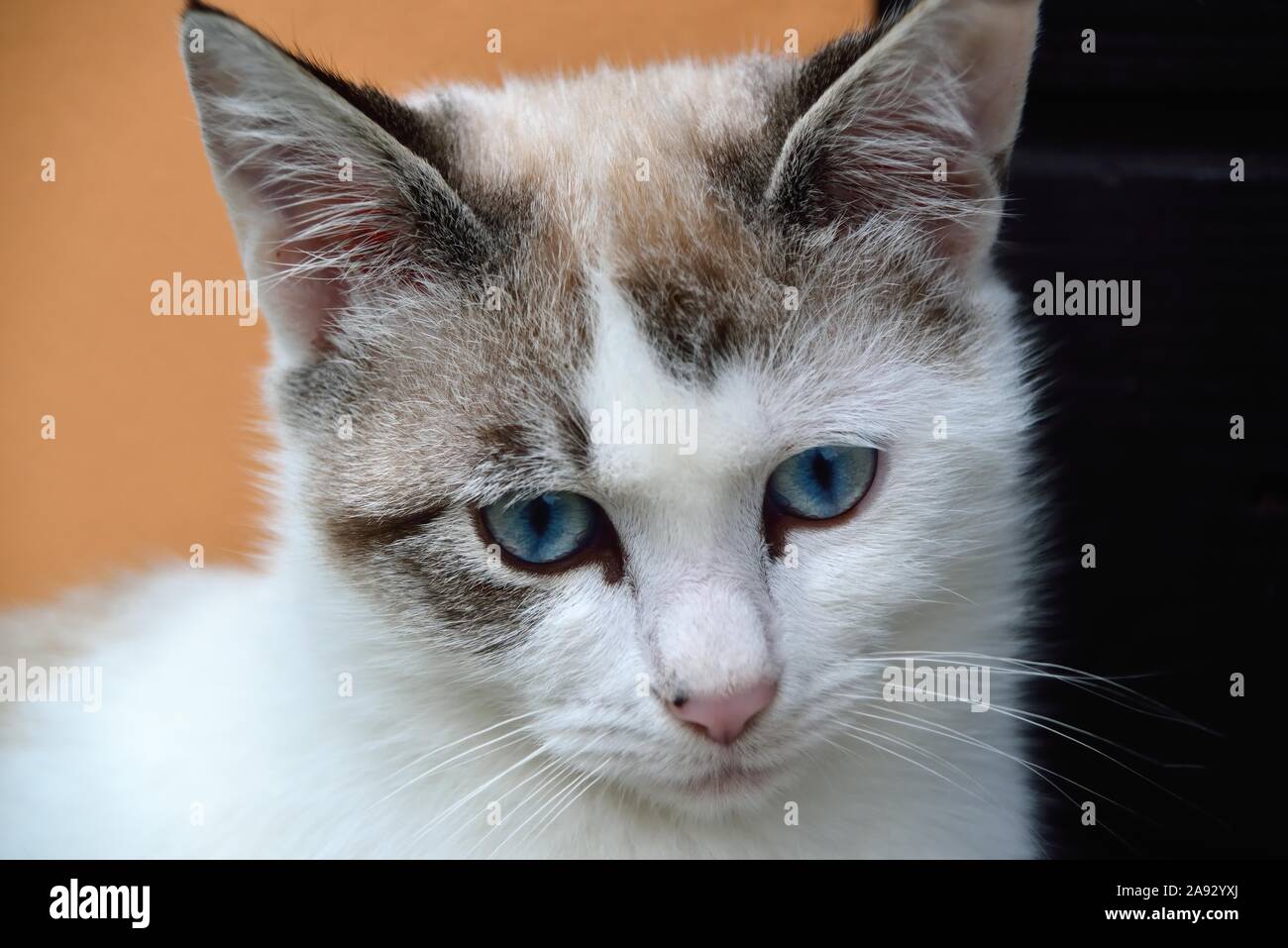 Portrait de chaton Banque D'Images