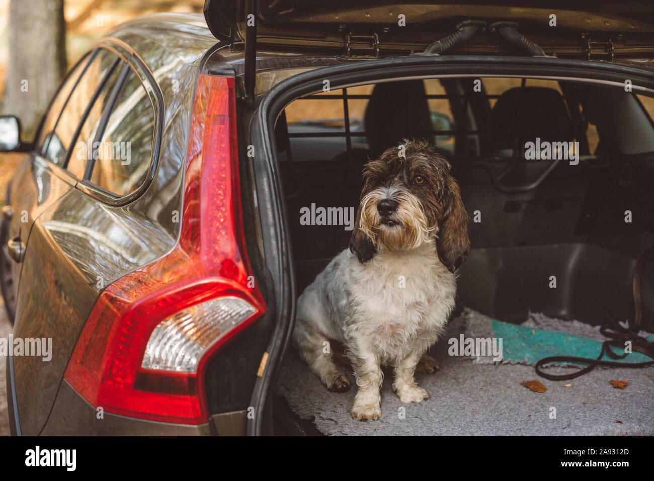 Dog sitting in car boot Banque D'Images
