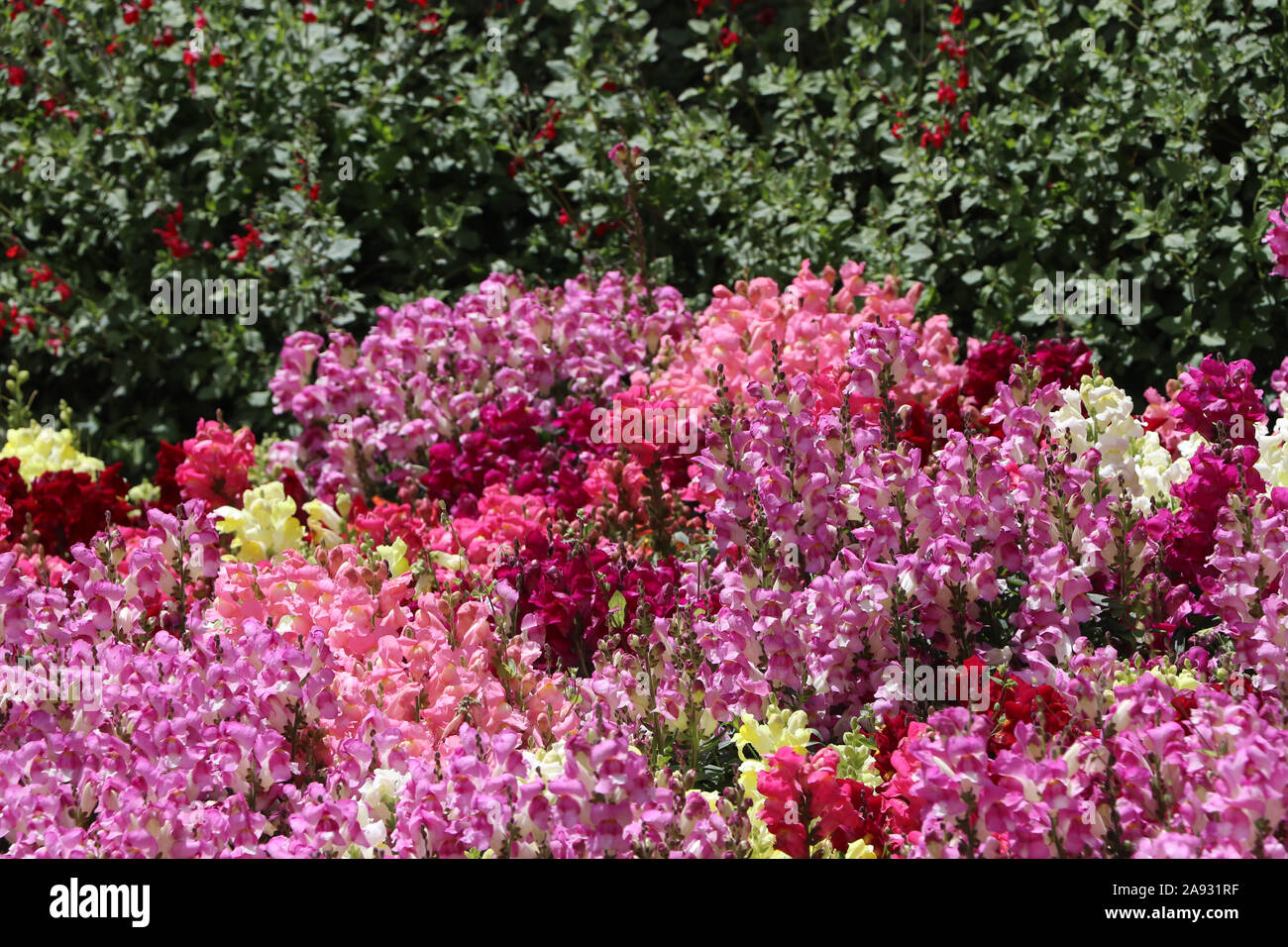 Fleurs de l'intérieur de la cathédrale de Santa Maria de Montserrat Abbey à Monistrol, Catalogne, Espagne Banque D'Images