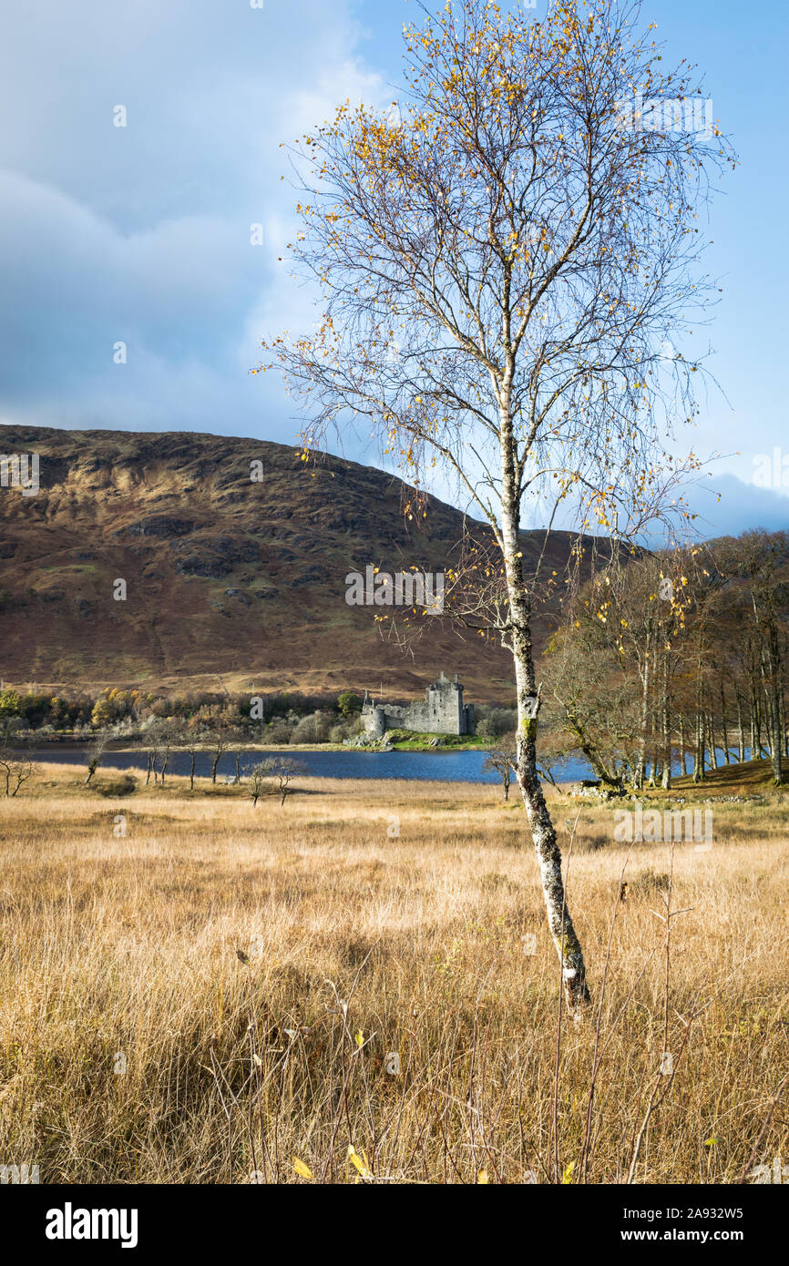 Un arbre solitaire dans un pré avec les ruines du château de Kilchurn en arrière-plan sur le bord du Loch Awe dans les Highlands écossais Banque D'Images