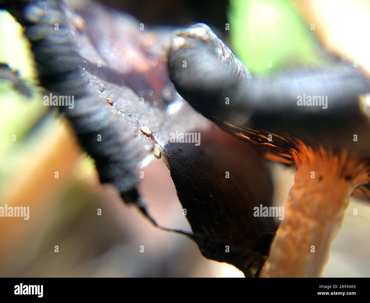 Petit flou artistique faire revenir les champignons macro photo dans la forêt naturelle de l'arrière-plan de conte mystique Banque D'Images