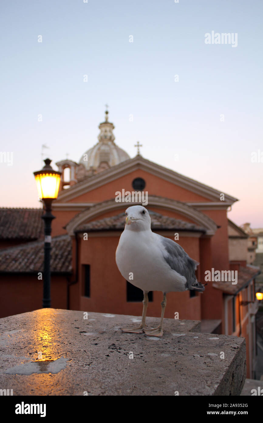 Mouette donnant sur Rome (Birds Eye View) Banque D'Images