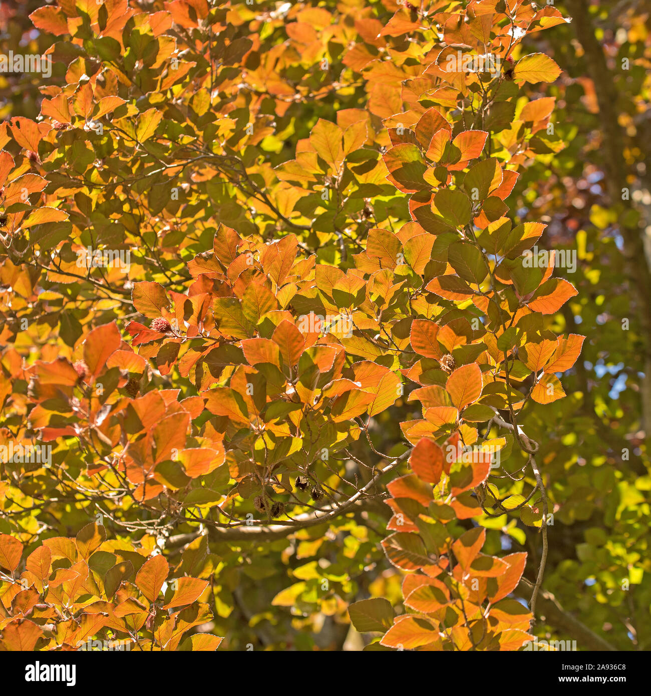 Hêtre Fagus sylvatica, sang, au printemps Banque D'Images