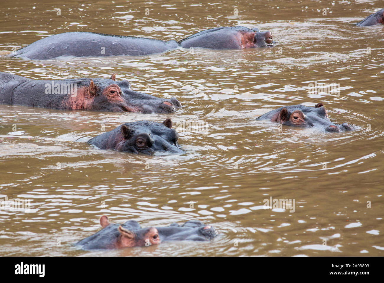 Hippopotames dans l'eau Banque D'Images