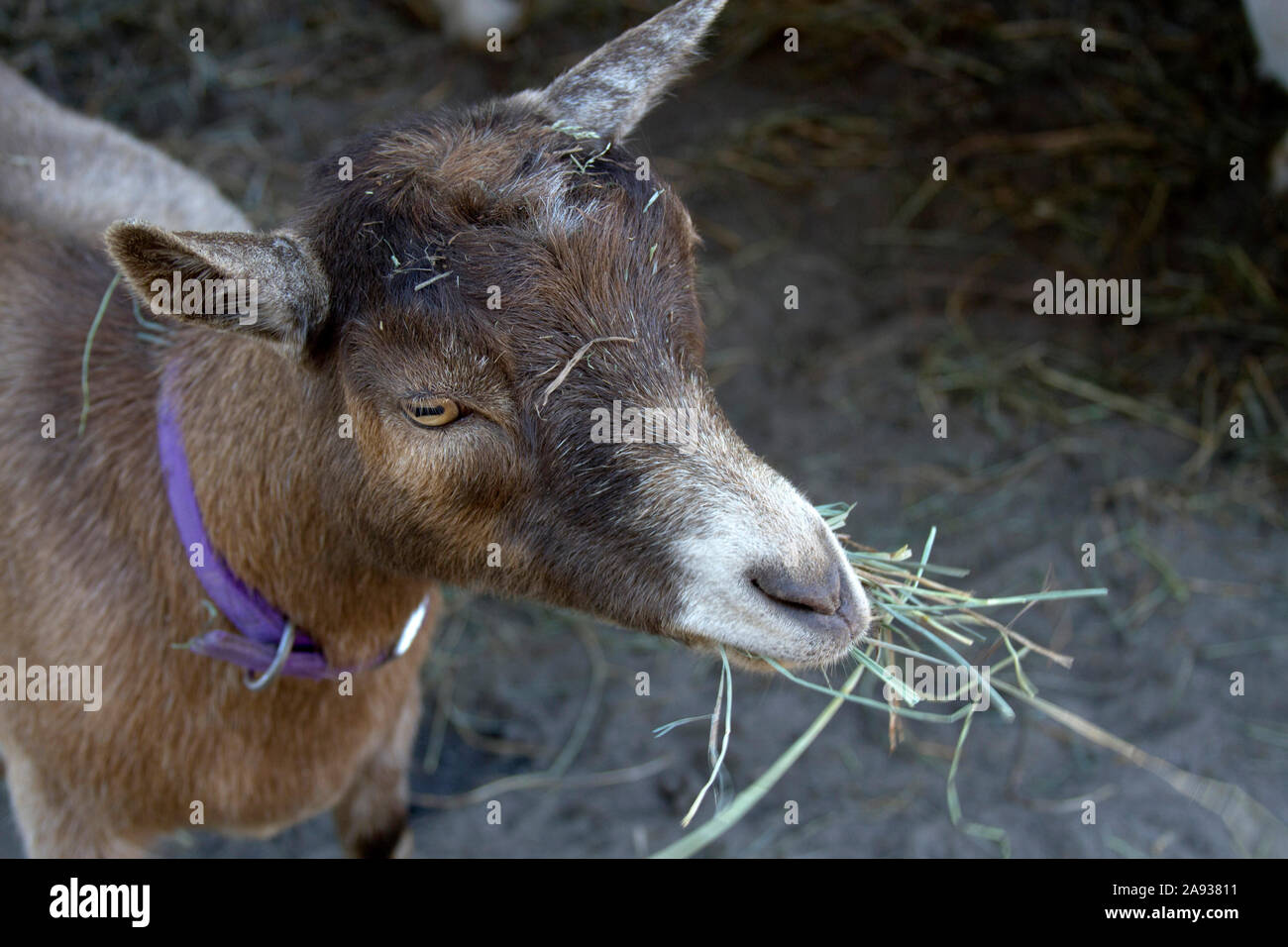 Une chèvre de la ferme portant un collier mauve songeur mâche une bouchée  de foin doux Photo Stock - Alamy