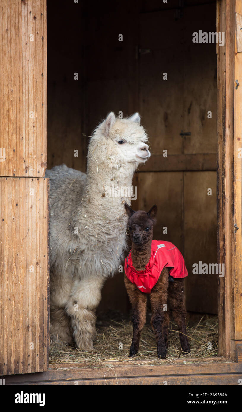 La Photo En Gros Plan D Une Adorable Brun Mignon Bebe Alpaga Moelleux Boucles En Manteau Rouge Avec De Grands Yeux Noirs Et Son Astucieux Grand Mere Blanche Petit Veau Du Ccgppa Photo La Photo En Gros Plan D Une Adorable Brun Mignon Bebe Alpaga Moelleux Boucles En Manteau Rouge Avec De Grands Yeux Noirs Et Son Astucieux Grand Mere Blanche Petit Veau Du Ccgppa Photo