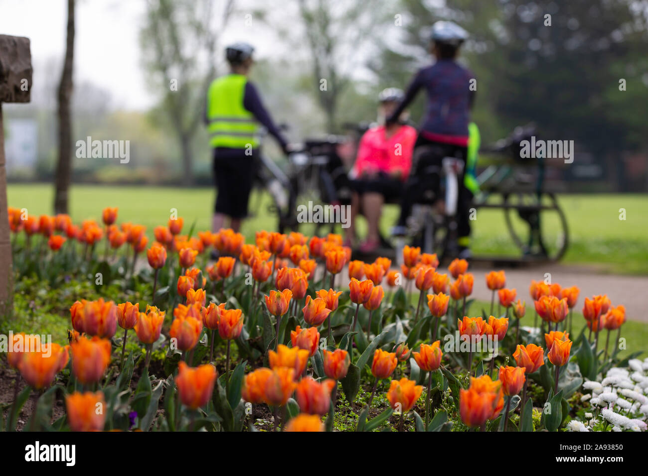 Les cyclistes de prendre une pause avec Tulip bed en premier plan dans la région de Vivary Park, Taunton, England, UK Banque D'Images