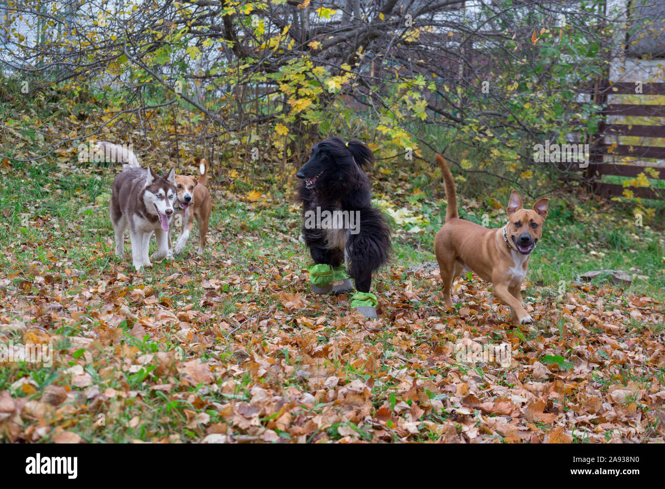 Quatre chiens jouent dans le parc de l'automne. Animaux de compagnie. Chien de race pure. Banque D'Images