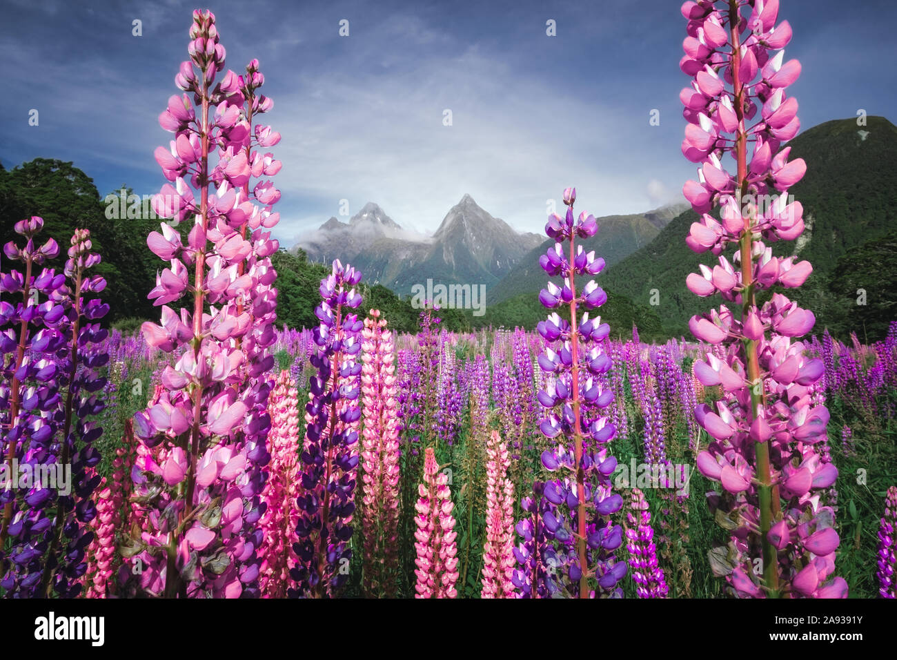 Vue panoramique de lupin colorés sur le chemin de fleurs Milford Sound, Fjordland, Nouvelle-Zélande Banque D'Images