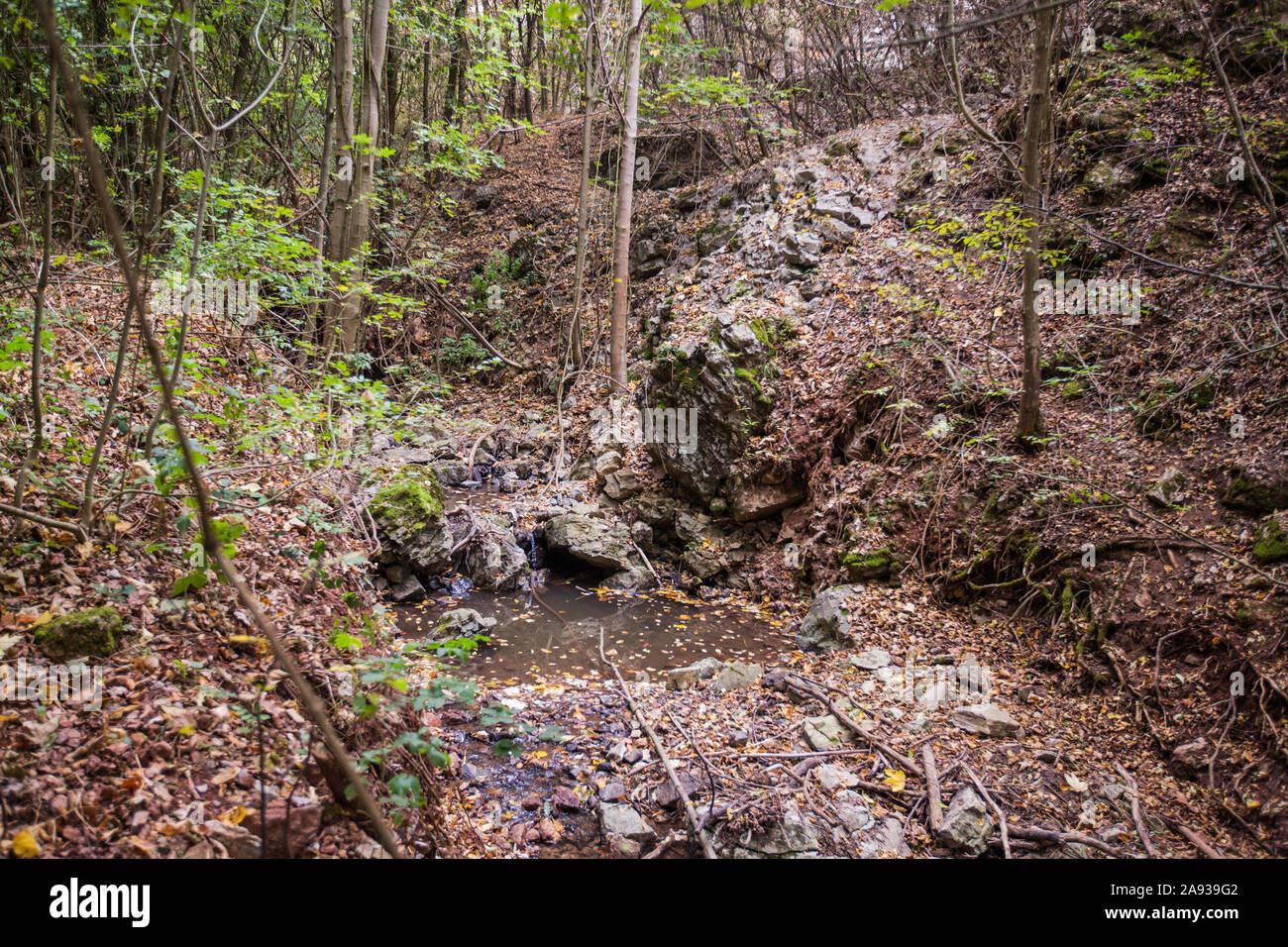 Forest creek sur la journée d'automne. Banque D'Images