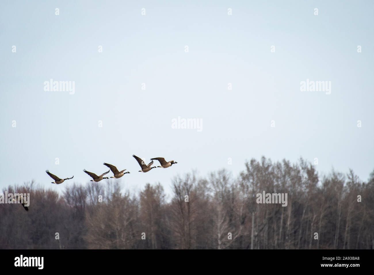 La Bernache du Canada vol dans la migration du printemps Banque D'Images