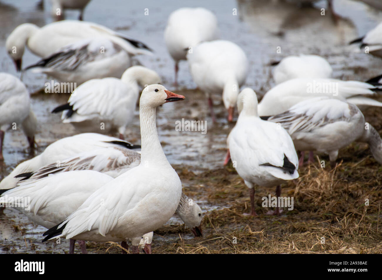 Des Neiges se reposer pendant la migration du printemps Banque D'Images
