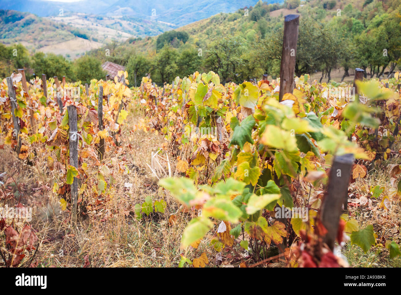 Vignoble et à la saison d'automne. Banque D'Images