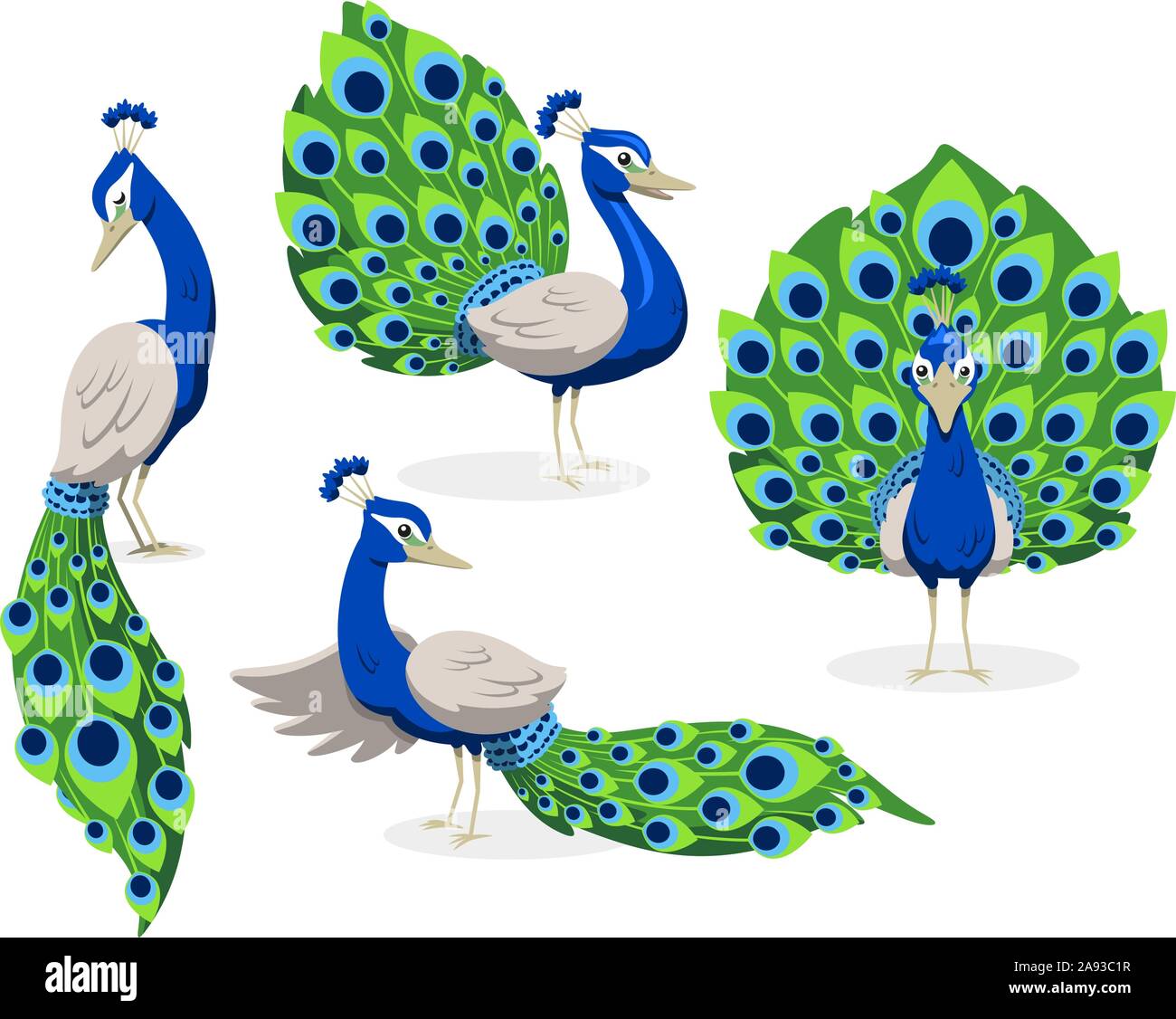Peacock paons permanent vert et bleu plumes, vector illustration cartoon. Illustration de Vecteur