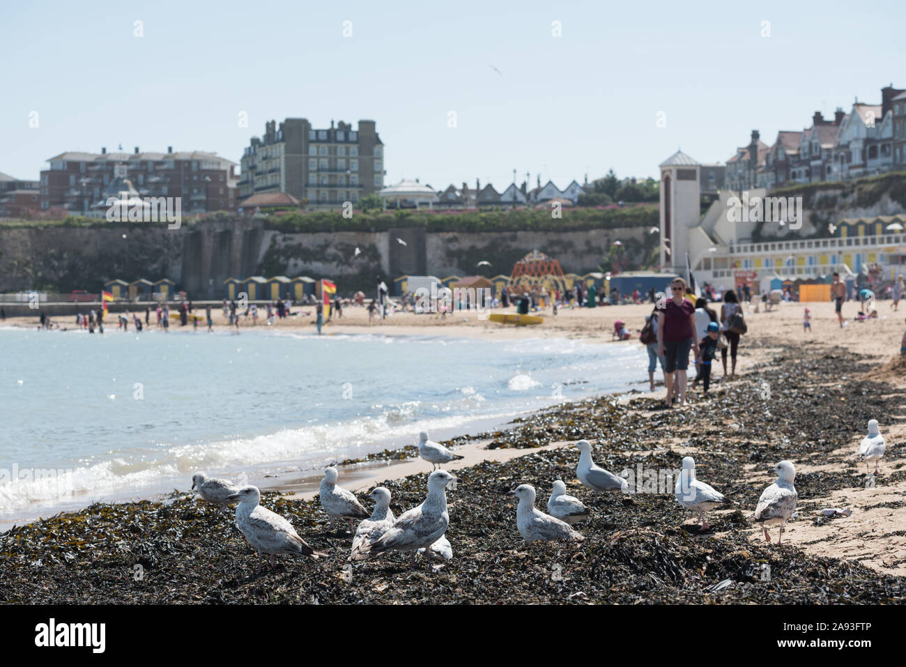Broadstairs, Kent, Londres, Royaume-Uni. 4e juin 2015. Plage de Broadstairs dans le Kent s'avère populaire auprès des familles et grands. Sur la photo : Seagulls rumage e Banque D'Images