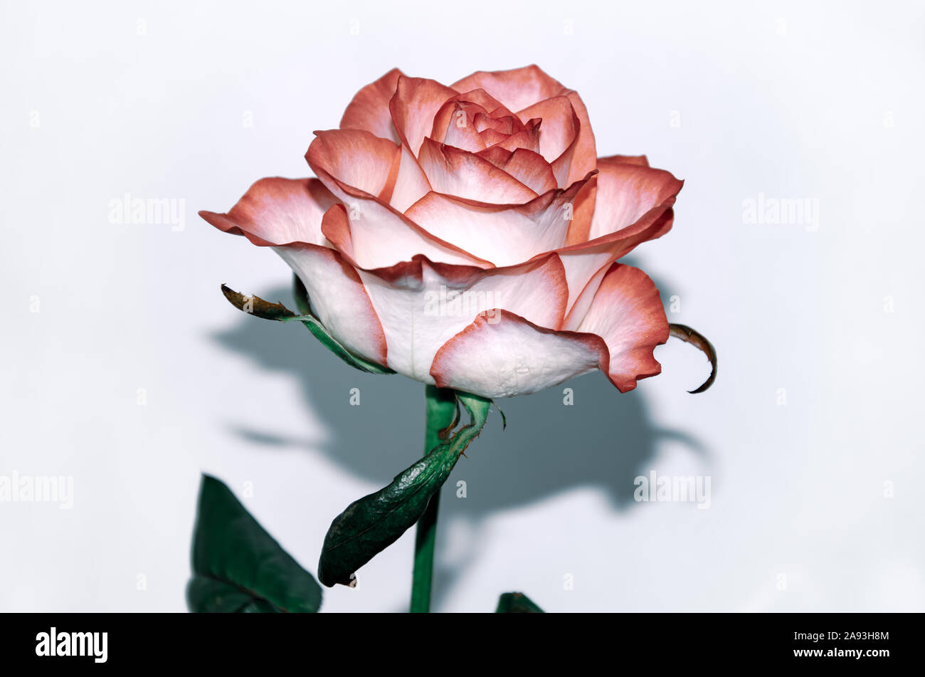 Fleur rose, belle rose blanche avec liseré rouge, gros plan, sur fond de  bois Photo Stock - Alamy