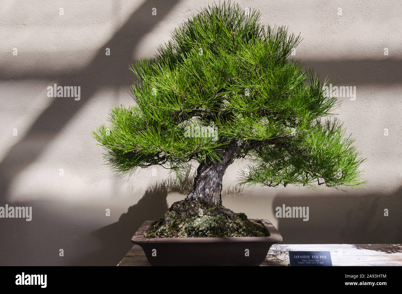 Vue paysage d'un bonsaï pin rouge du Japon (Pinus densiflora) sur une table à l'intérieur avec le nom scientifique étiquette sur le côté Banque D'Images