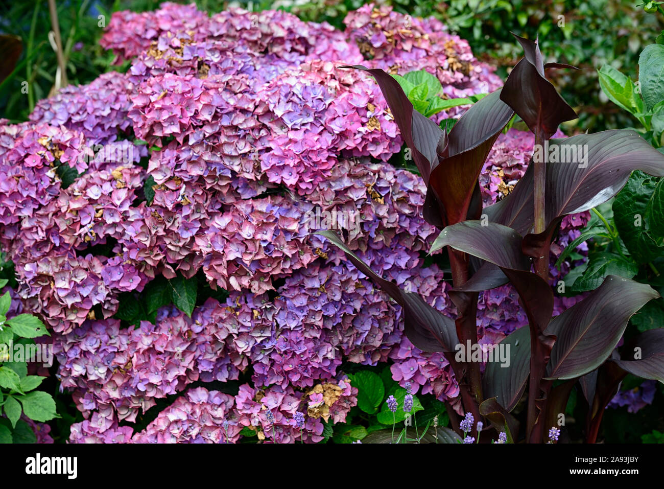 Canna tropicanna,mophead hydrangea,de,mixte,plantation,jardinage,combinaison florale RM Banque D'Images