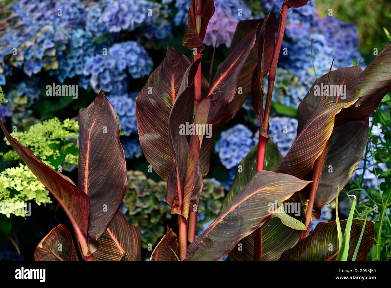 Canna tropicanna,mophead hydrangea,de,mixte,plantation,jardinage,combinaison florale RM Banque D'Images