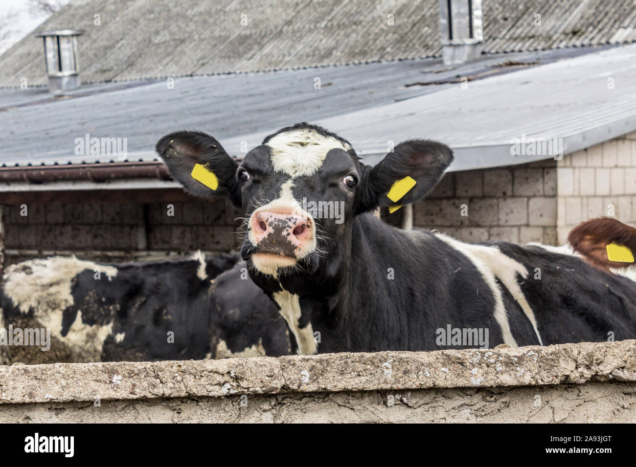 Une génisse en noir et blanc se tient derrière un mur. Yard sur une ferme laitière. Podlaskie. La Pologne. Banque D'Images